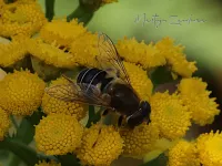 Puntbijvlieg [Eristalis nemorum]